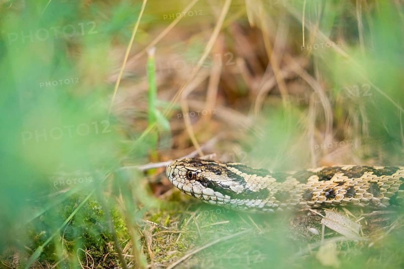 Portrait of a Hungarian meadow viper (Vipera ursinii rakosiensis) lying in tall grass