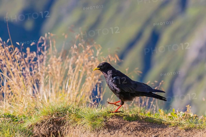 One young Alpine chough or yellow-billed chough (Pyrrhocorax graculus) stands on grass in the Grossglockner Mountains region