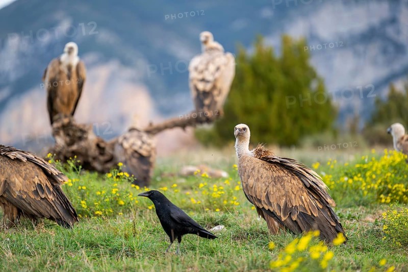 Gathering of griffon vultures (Gyps fulvus) at a flowering meadow in autumn, Pyrenees, Catalonia, Spain, Europe