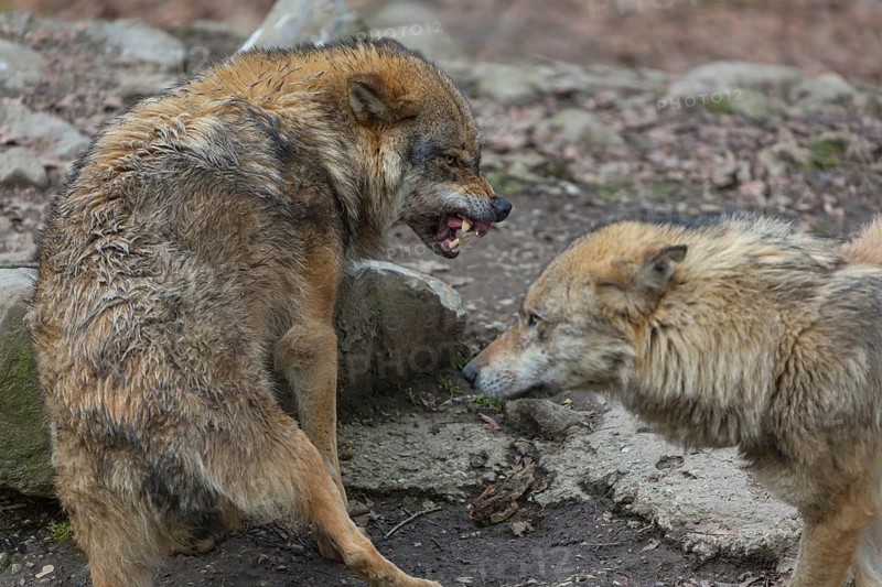 Social behaviour between two adult eurasian gray wolves (Canis lupus lupus), showing hierarchy