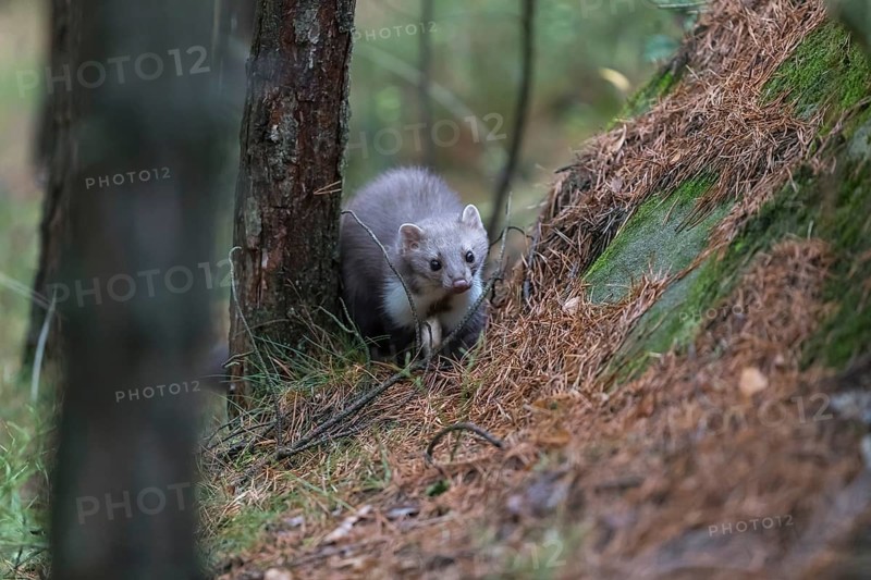 One beech marten (Martes foina) running thru a forest of pines. Trees and undergrowth around