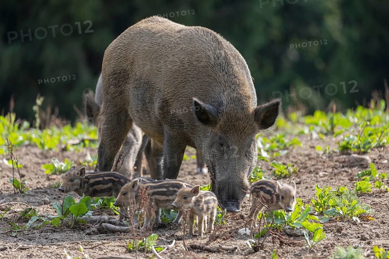 One adult female wild boar or wild pig (Sus scrofa), with a group of very young piglets standing on a meadow with little vegetation and a green forest in the background