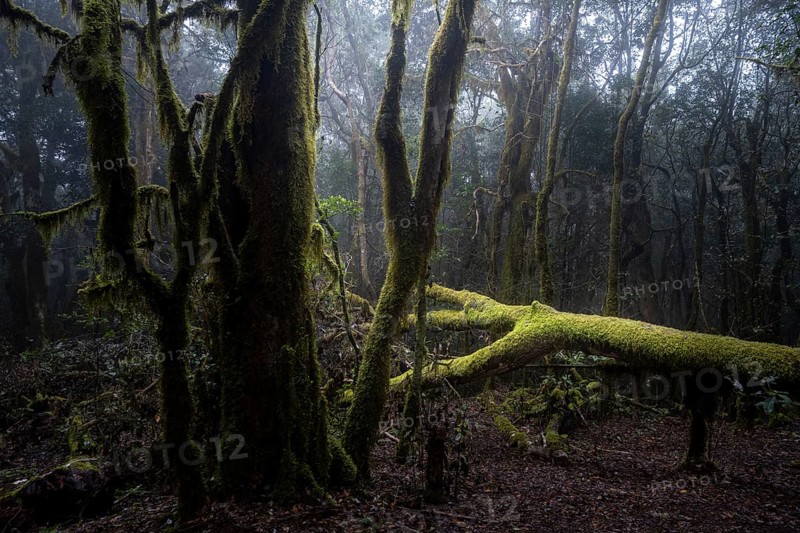 Cloud forest, laurel forest, Garajonay National Park, UNESCO World Heritage Site, La Gomera, Canary Islands, Spain, Europe