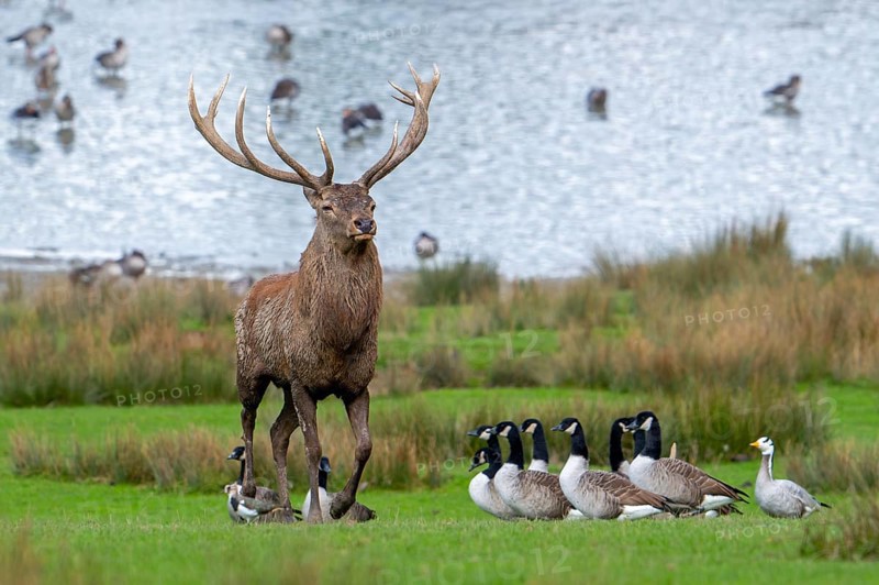 Red deer (Cervus elaphus) stag with big antlers walking on lake shore with geese during rut in autumn, Parc animalier de Sainte-Croix, Rhodes, France, Europe