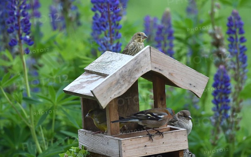 Songbirds at the birdhouse with lupins, (Lupinus)