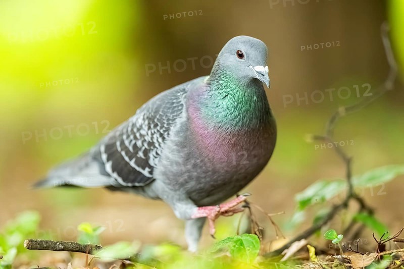 Feral pigeons (Columba livia domestica) walking on the ground, Bavaria, Germany, Europe