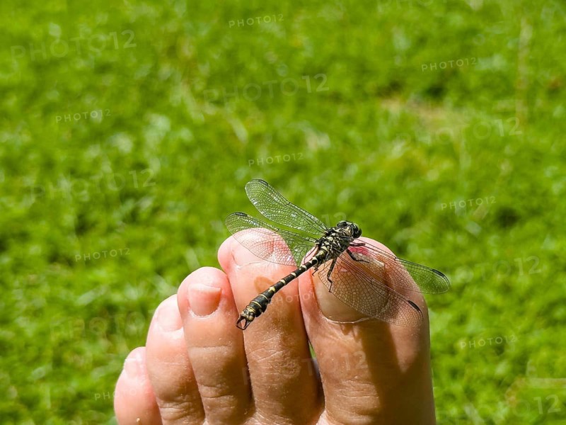 Onychogomphus forcipatus (Onychogomphus forcipatus) sitting on foot toe, Lake Neubeur, Bavaria, Germany, Europe