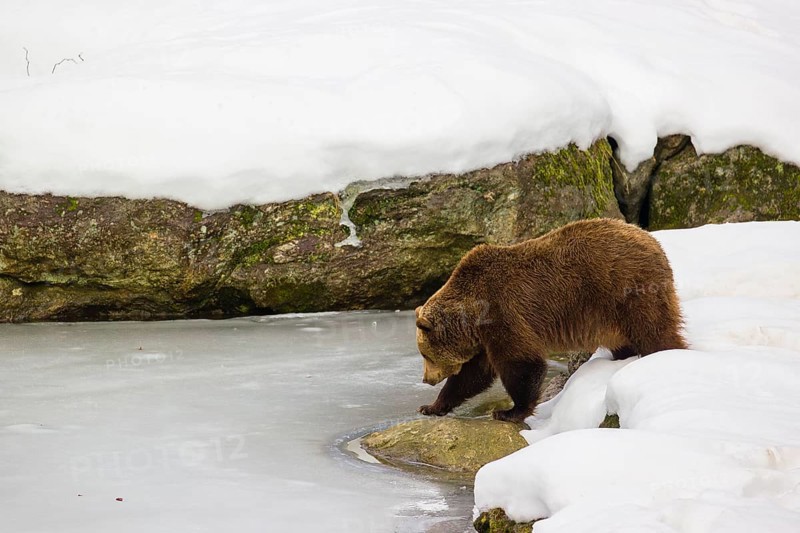 One male eurasian brown bear (Ursus arctos arctos) stands in deep snow ashore a frozen pond