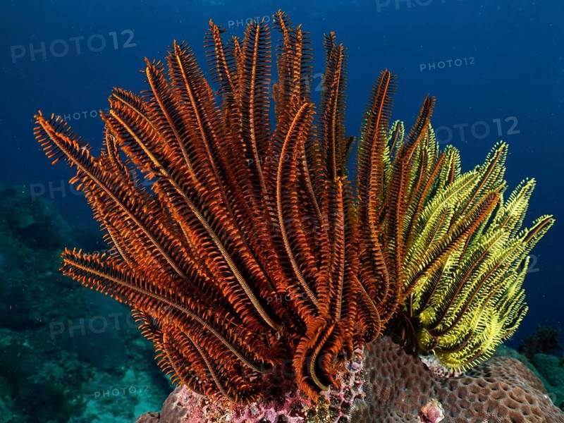 Magnificent red and yellow feather stars, Bushy feather star, Variable feather star (Comaster schlegelii), with extended arms on coral, dive site SD, Nusa Ceningan, Nusa Penida, Bali, Indonesia, Asia
