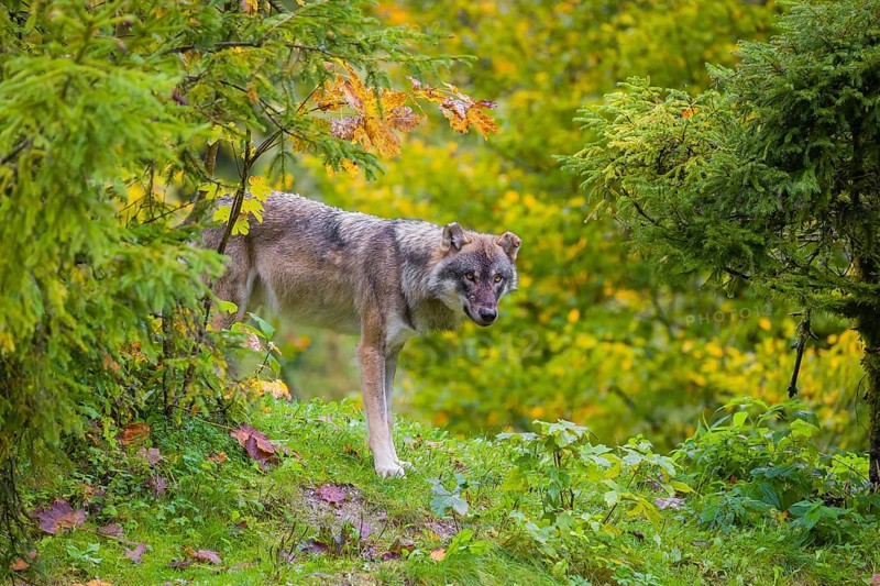An adult male eurasian gray wolf (Canis lupus lupus) stands on hilly terrain on a green meadow at the edge of a forest, framed by colorful fall foliage