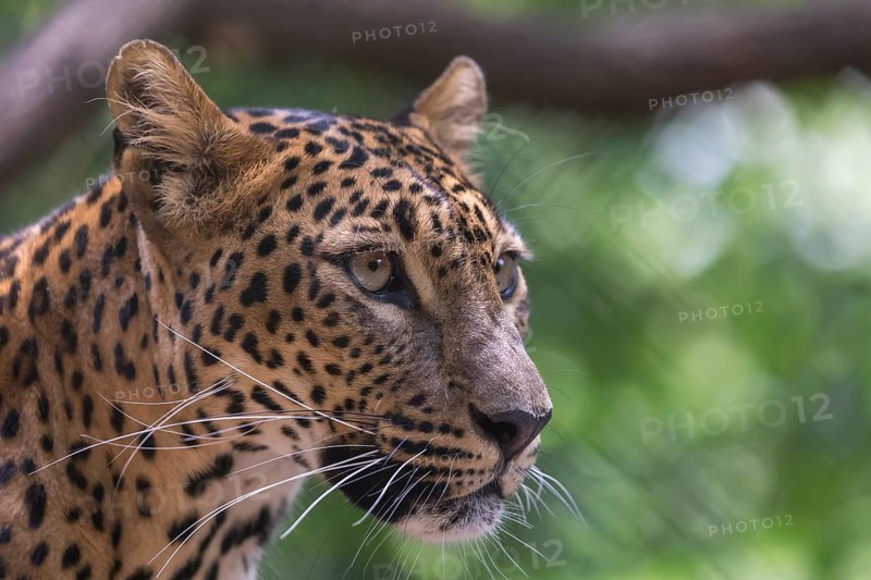 One Sri Lanka Leopard, Panthera pardus kotiya, sideview portrait