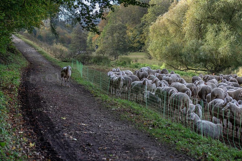 A herd of Merinoland sheep on fenced pasture, one sheep standing outside the fence, Thuisbrunn, Upper Franconia, Bavaria, Germany, Europe