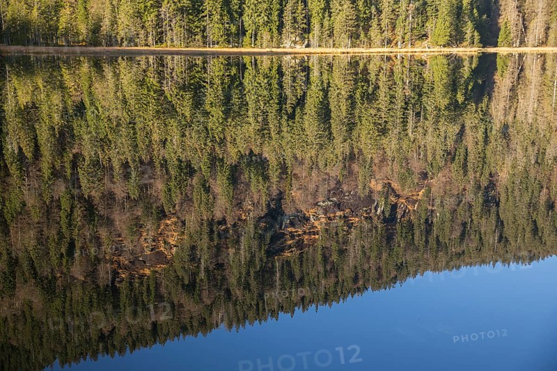 Lake Großer Arbersee in autumn. The surrounding forest is reflected in the mirror like surface of the lake