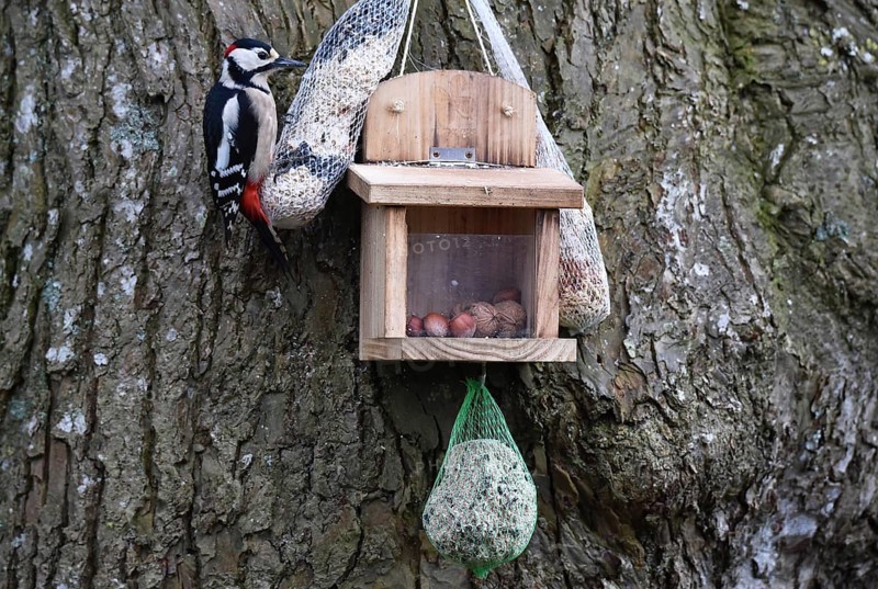 Great spotted woodpecker (Dendrocopos major) eating bird food on a lime tree