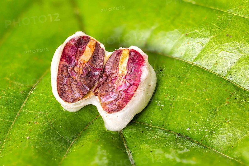 Sliced cocoa bean, cocoa (Theobroma cacao), Costa Rica, Central America