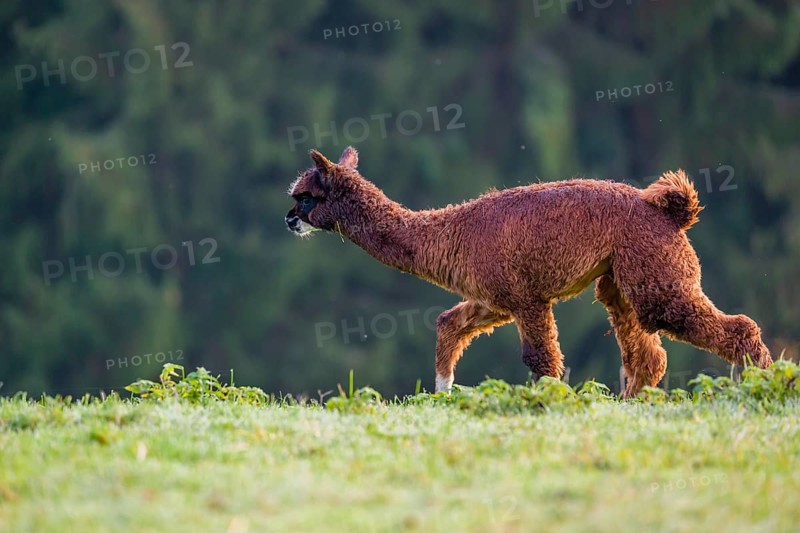 A young brown Alpaca (Vicugna pacos) runs on a green meadow