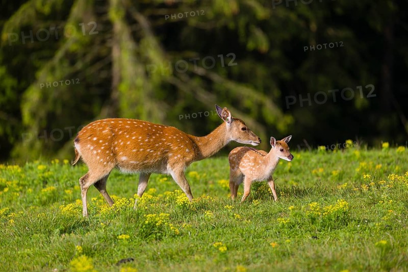 One female Manchurian sika deer or Dybowski's sika deer (Cervus nippon mantchuricus or Cervus nippon dybowskii) stands with her fawn on a meadow on hilly ground