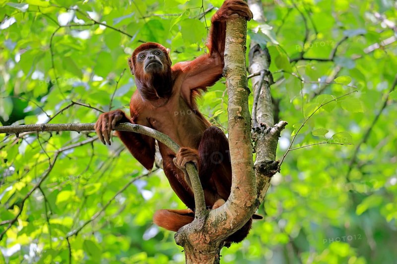 Brown howler (Alouatta guariba), adult, on tree, alert, South America