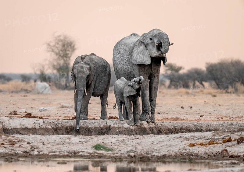African elephant (Loxodonta africana), mother with young, drinking at a waterhole, at sunset, Nxai Pan National Park, Botswana, Africa