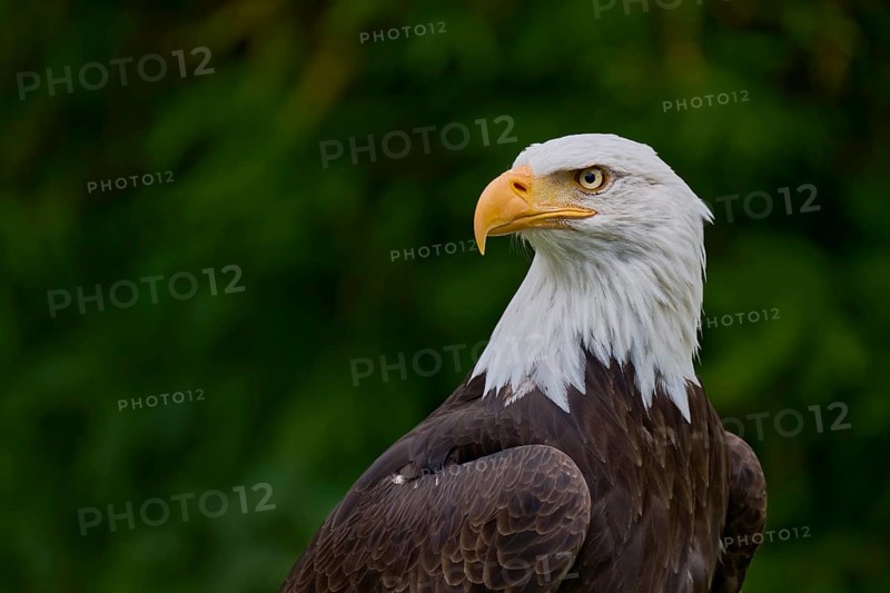 Bald eagle (Haliaeetus leucocephalus) captive, Lower Saxony, Germany, Europe