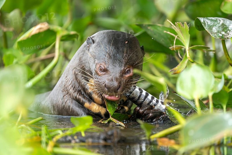 Giant otter (Pteronura brasiliensis), feeding on fish, North Pantanal, Barão de Melgaço, Joselândia, Mato Grosso, Brazil, South America