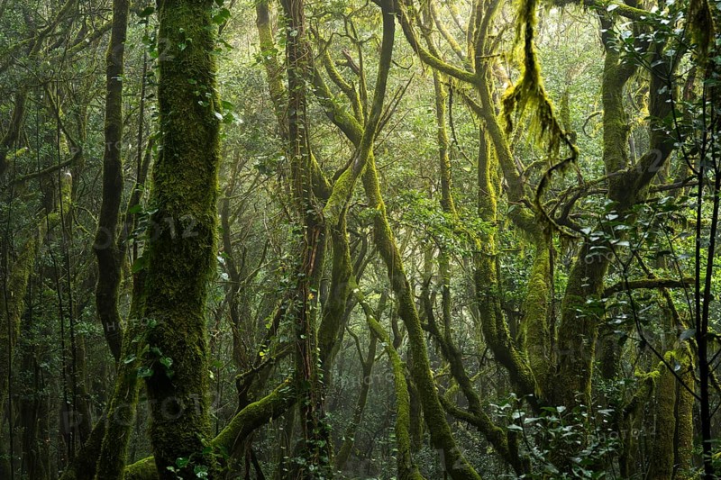 Laurel trees with mosses and lichens. Garajonay National Park, La Gomera, Canary Islands, Spain, Europe