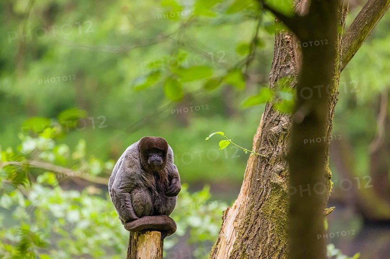 A common woolly monkey, brown woolly monkey, or Humboldt's woolly monkey (Lagothrix lagothricha) sits in a tree