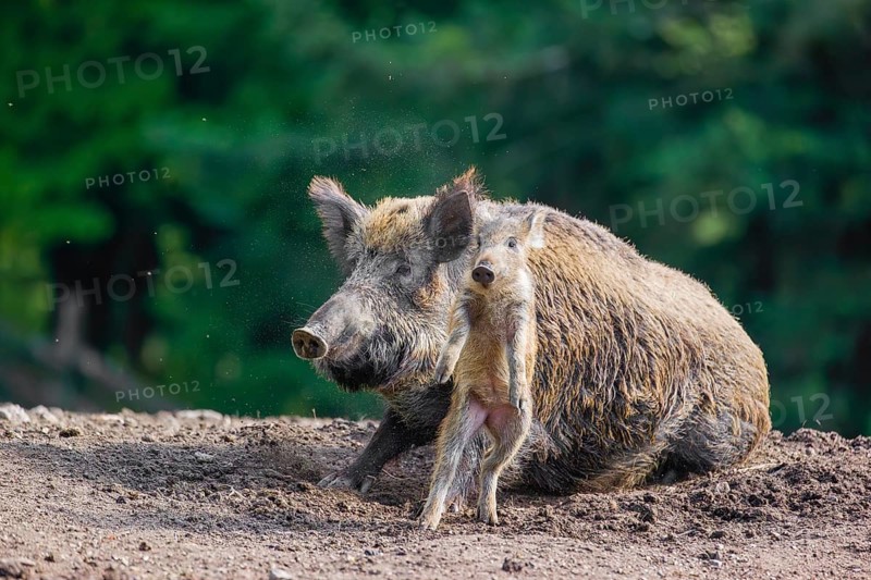 An adult wild boar or wild pig (Sus scrofa), throws a piglet up with its snout