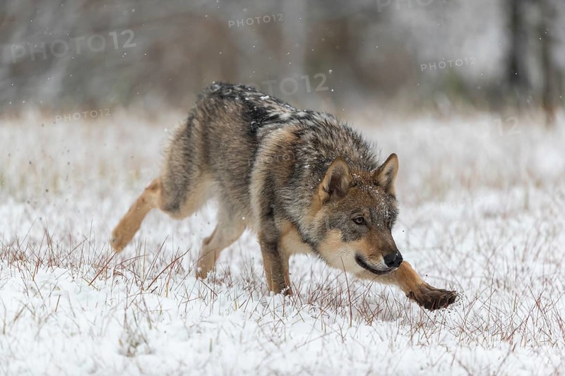 One young male eurasian gray wolf (Canis lupus lupus) running towards the camera over a snow covered meadow during snowfall. White meadow and reed in the background