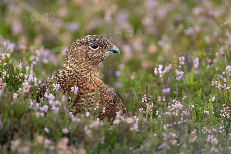 Red grouse (Lagopus lagopus scotica) adult bird in flowering moorland Heather plants in summer, Yorkshire, England, United Kingdom, Europe