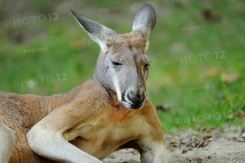 A kangaroo lies relaxed in the grass and enjoys nature, Red kangaroo (Osphranter rufus, Kangourou rufus, Macropus rufus), captive