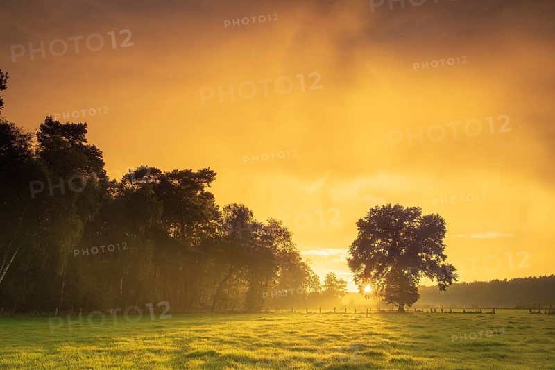 View over green meadows to a tree at the edge of a forest with an intense sunset, Neustadt am Rübenberge, Hanover Region, Lower Saxony, Germany, Europe