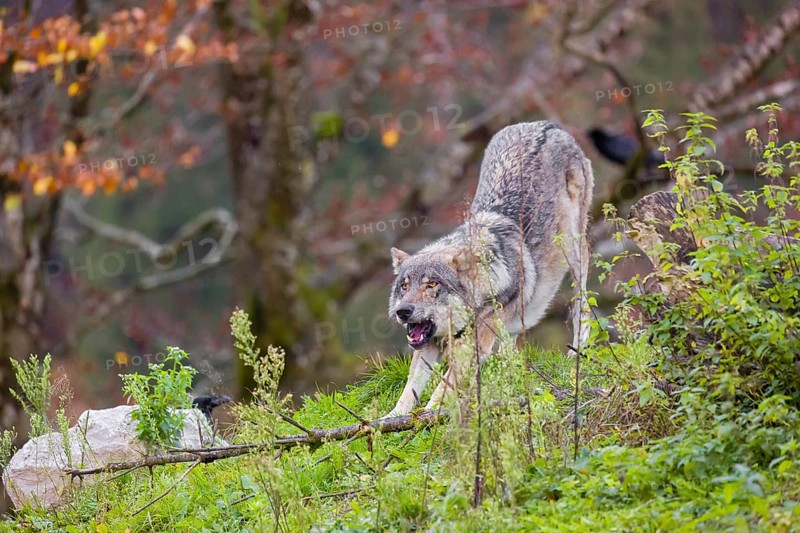 An adult male eurasian gray wolf (Canis lupus lupus) stretches himself on a green meadow on hilly terrain. A common raven (Corvus coral) is sitting in a tree behind him