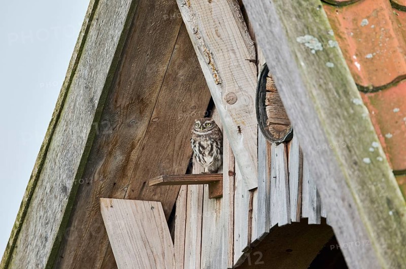Little owl in breeding tube (Athene noctua) North Rhine-Westphalia, Germany, Europe