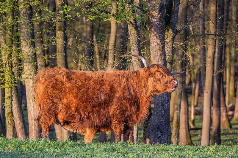 A highland cow (Bos primigenius taurus) stands at a forest edge and suckles her calf