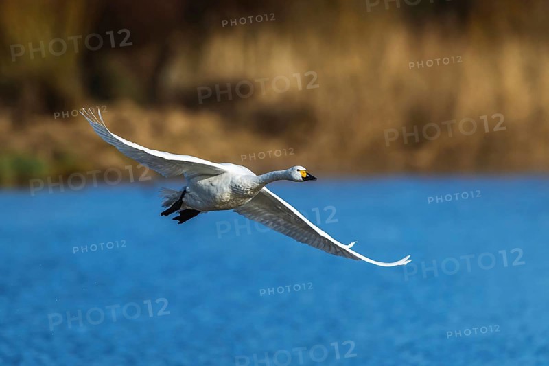 Tundra Swan, Bewick's Swan, Cygnus columbianus in flight at winter in Slimbridge, England, United Kingdom, Europe