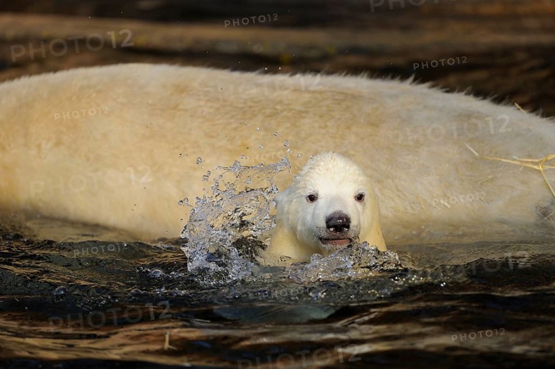 A young polar bear swims in the water, surrounded by splashing water, accompanied by an adult bear, polar bear (Ursus (genus) maritimus), captive