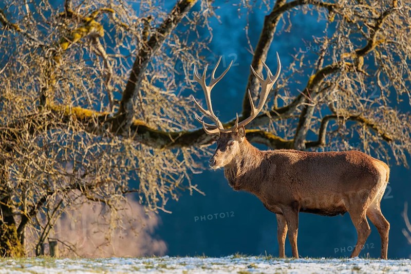 A red deer stag (Cervus elaphus) stands in the first light of day on a meadow covered in hoar frost. A forest and a Pear Tree can be seen in the background