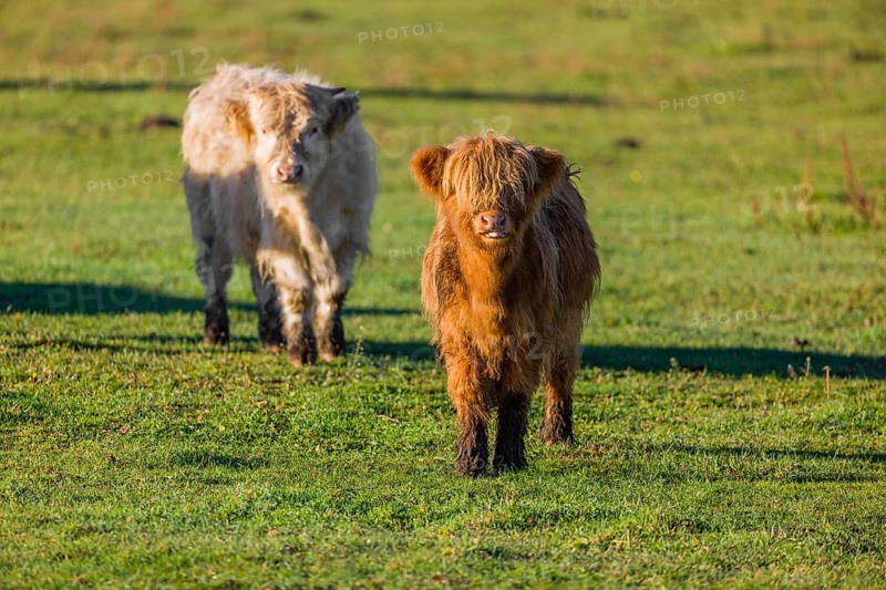Two Highland calves (Bos primigenius taurus) stand on a pasture in the early morning light