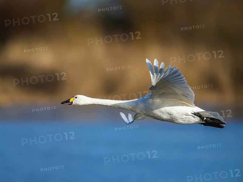 Tundra Swan, Bewick's Swan, Cygnus columbianus in flight at winter in Slimbridge, England, United Kingdom, Europe