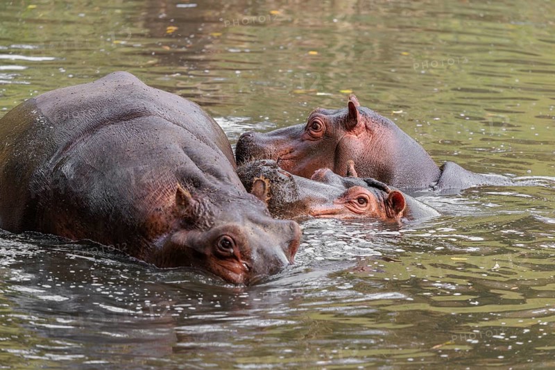 A group of hippos (Hippopotamus amphibius) swimming in a river