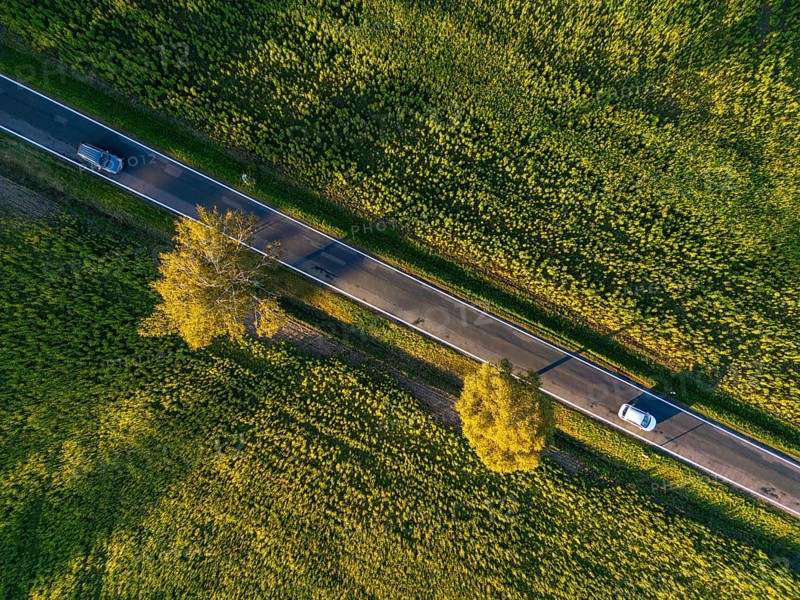 Aerial view, drone photo: Two cars driving between two birch trees with autumn leaves on a country road between sunflower fields between Rabenstein and Wiesenburg, Fläming, Brandenburg, Germany, Europe