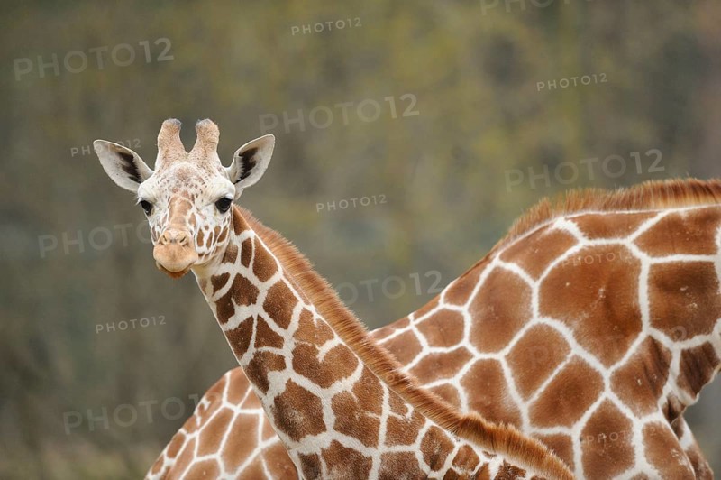 Giraffe shows its long neck and the beautiful fur pattern in natural surroundings, reticulated giraffe (Giraffa camelopardalis reticulata), captive