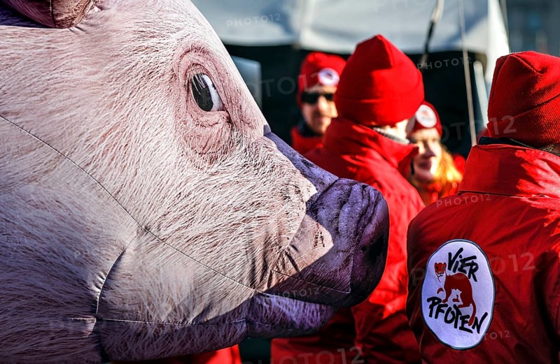 Thousands of demonstrators at the Wir haben es satt! demo, thousands of demonstrators demanded that the future German government make a commitment and provide support for a more rural and ecological form of agriculture away from the agricultural industry. The picture shows a symbolic piglet from the organisation 4 Pfoten für eine artgerechte Tierhaltung, Berlin, Berlin, Germany, Europe