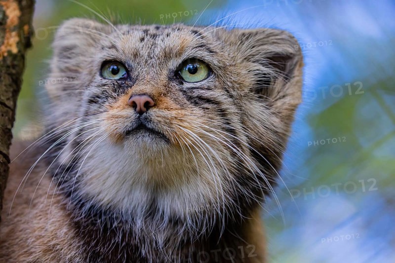 Portrait of a Pallas's cat (Otocolobus manul) or Manul. Least concern species on the IUCN Red List since 2020