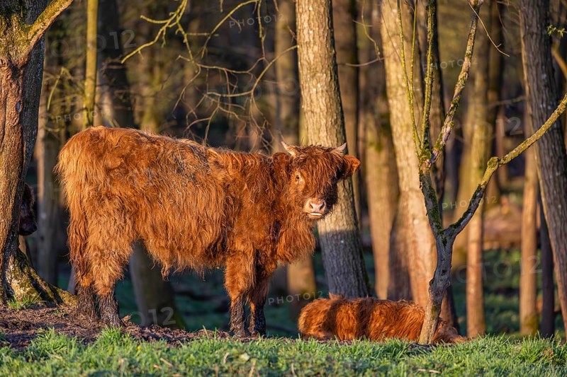 A Highland calf (Bos primigenius taurus) stands at a forest edge, a second one is resting on the ground