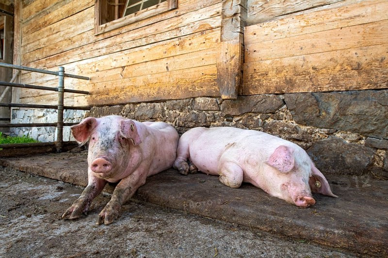 Domestic pigs lying in front of an alpine hut, Eng-Alm, Karwendel Mountains, Tyrol, Austria, Europe