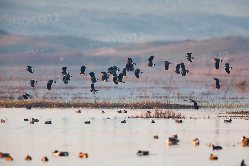 Northern Lapwing (Vanellus vanellus), a flock flying over a lake at sunset in late winter, Texel, Holland