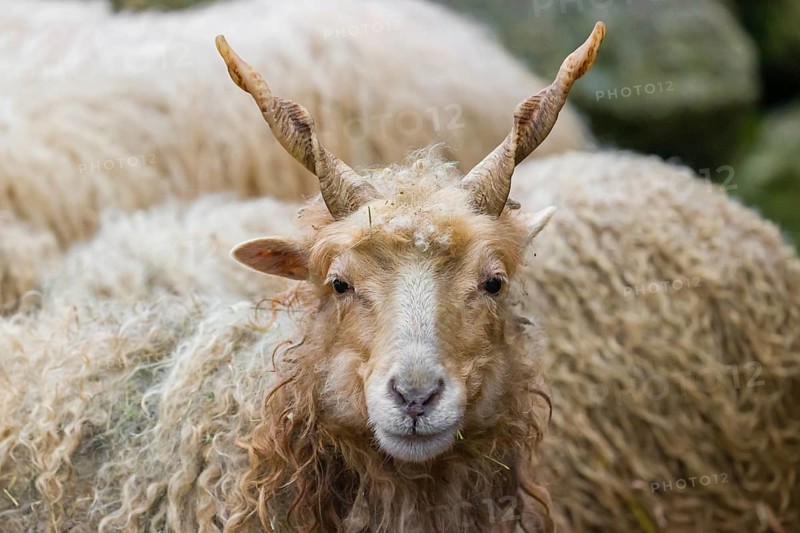 Portrait of a white Racka or Hortobágy Racka Sheep (Ovis aries strepsiceros hungaricus) with its unusual spiral-shaped horns
