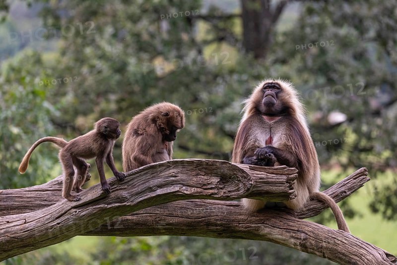 Family of Gelada (Theropithecus gelada), or bleeding-heart monkey with a male, female and baby. A green forest in the distant background